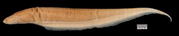 Media type: image;   Ichthyology 9349 Aspect: lateral,description